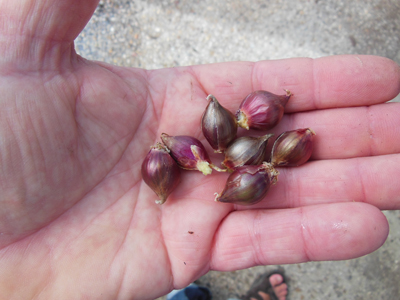 récolte d'oignons rocamboles