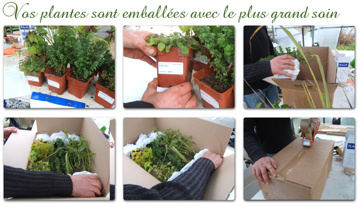 emballage plante aromatiques